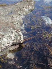 Carpophyllum maschalocarpum