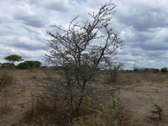 Vachellia drepanolobium