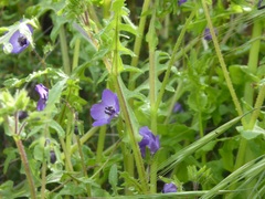 Pholistoma auritum auritum