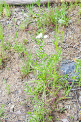 Polypremum procumbens