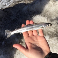 Thaleichthys pacificus