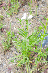 Polypremum procumbens