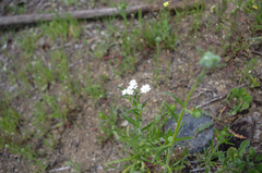 Polypremum procumbens