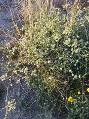 Cryptantha pterocarya