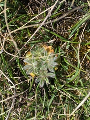 Lupinus densiflorus densiflorus