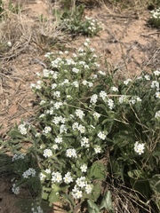Cryptantha crassisepala crassisepala