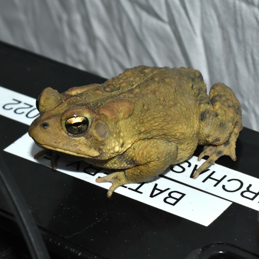 North American Toads from Orange County, NC, USA on October 28, 2023 at ...