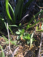 Sericocarpus rigidus