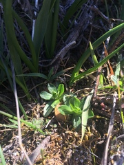 Sericocarpus rigidus