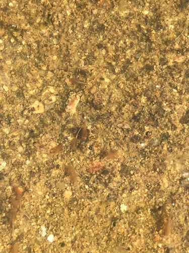 Branchinectidae