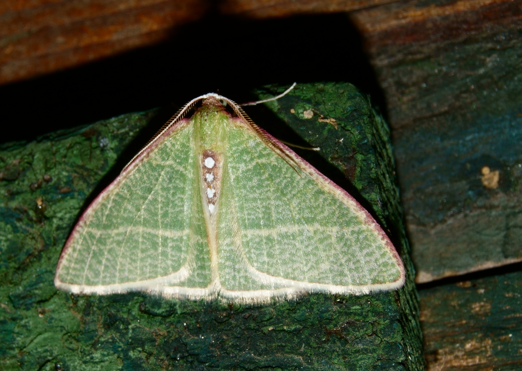 Nemoria arizonaria
