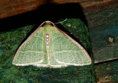 Nemoria arizonaria