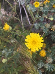 Malacothrix foliosa foliosa