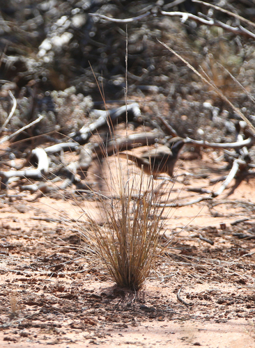 Austrostipa nitida observed 2023-11-07