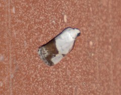 Ponometia dorneri