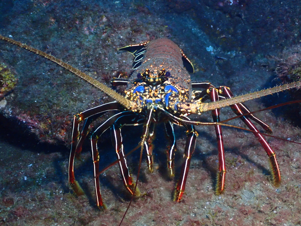 Pronghorn Spiny Lobster
