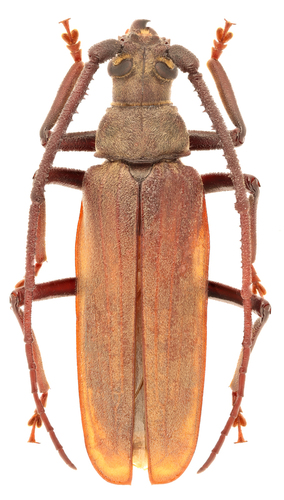 grain support beetle
