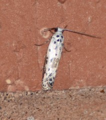 Ethmia bittenella