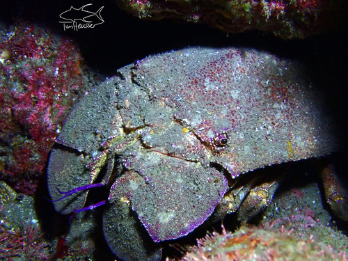 Scyllarides astori