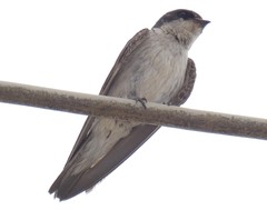Tachycineta stolzmanni