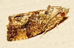 Gymnandrosoma punctidiscanum