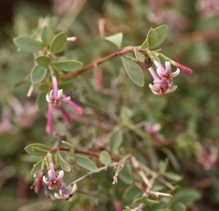 Symphoricarpos longiflorus