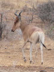 Alcelaphus buselaphus cokii