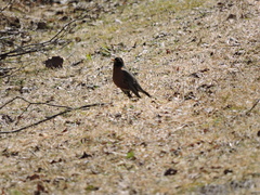Turdus migratorius image