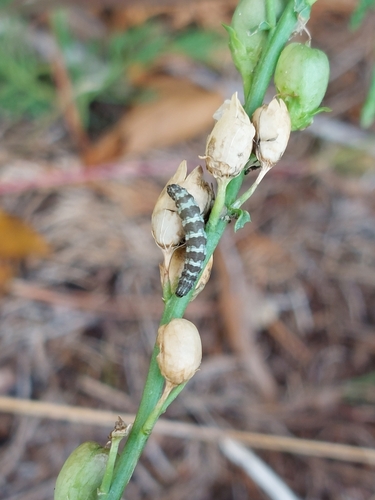 Toadflax Pug