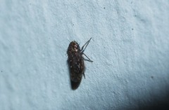 Xestocephalus