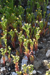 Amblyopappus pusillus