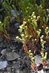 Amblyopappus pusillus