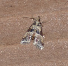 Neodavisia melusina