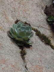 Sedeae