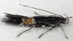 Cosmopterix attenuatella