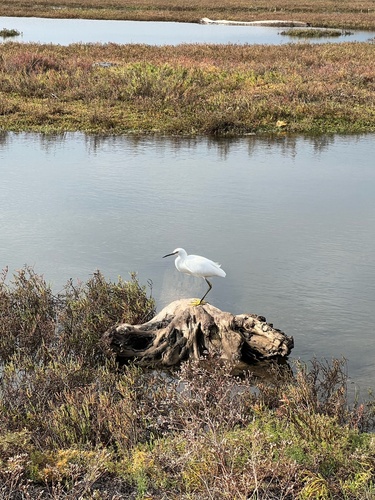 iNaturalist observation photo of Snowy Egret