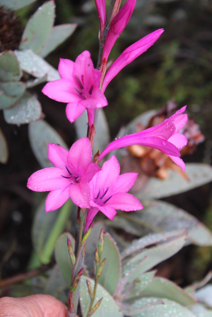 Piketberg Watsonia
