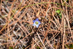 Gentiana ovatiloba