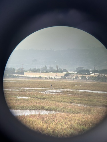 iNaturalist observation photo of Osprey
