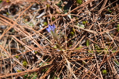 Gentiana ovatiloba