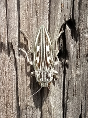 Chalcophora georgiana