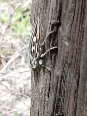 Chalcophora georgiana