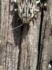 Chalcophora georgiana