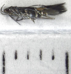 Cosmopterix attenuatella
