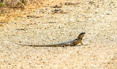 Ctenosaura oaxacana