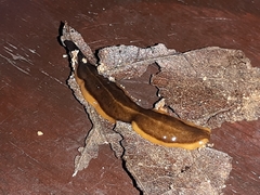 Geoplaninae
