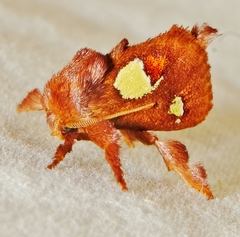 Euclea nanina