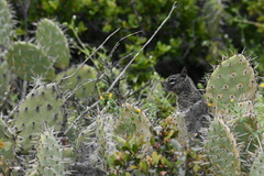Otospermophilus beecheyi nesioticus