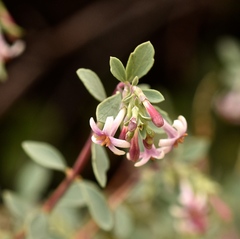Symphoricarpos longiflorus