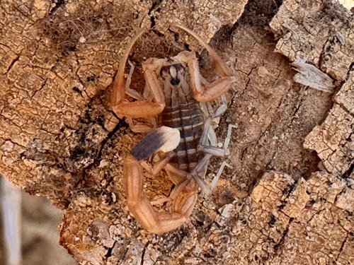 Compsobuthus manzonii